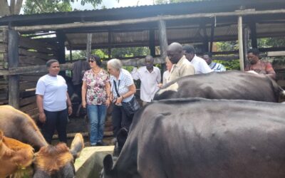 Transforming Agriculture: Zero Grazing Farming at Rukararwe NGO in Bushenyi, Uganda