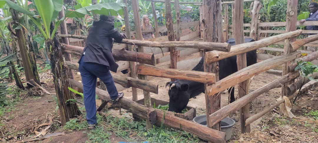 Mushroom and Zero grazing Project