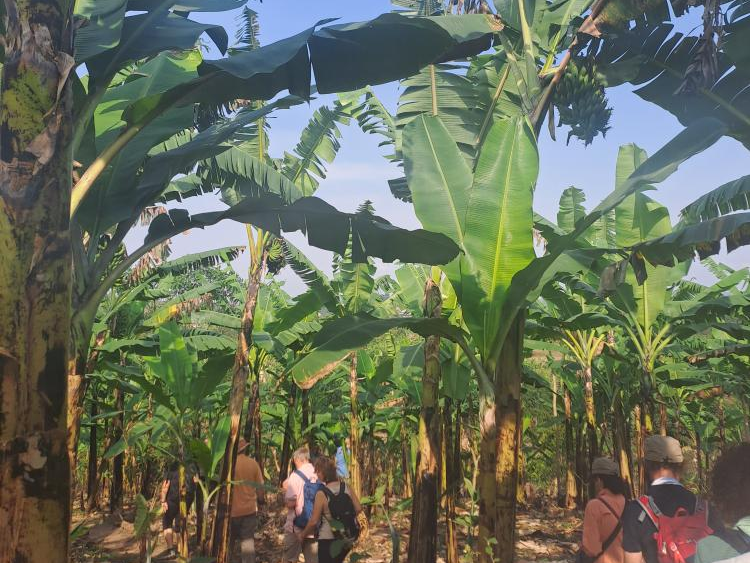 Banana Tour for tourists
