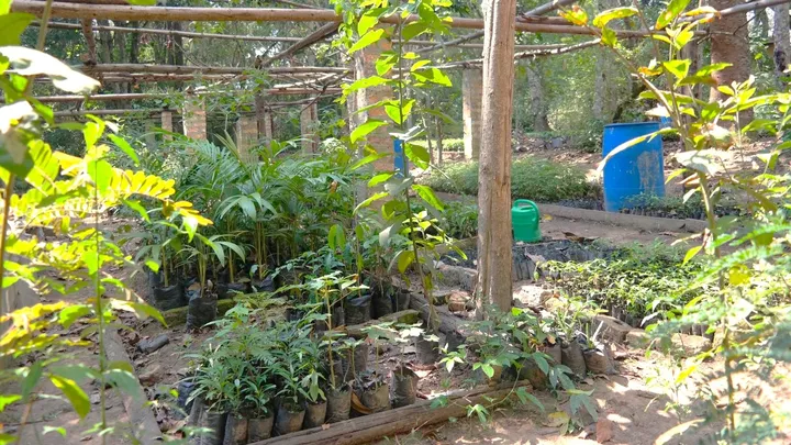 Planting of new trees