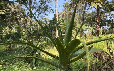 Healing Plants at Rukararwe: Nature’s Pharmacy in Our Garden